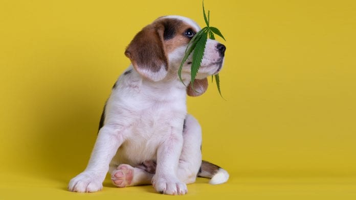 best cbd oil for dogs
